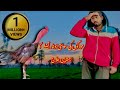 اصیل مرغوں کی سستی اور کمزوری کا آسان علاج         