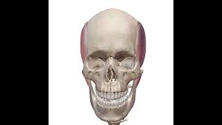 حركة الفك السفلي المساعده بعملية المضغ Movement of the lower jaw assisting with the chewing process