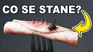 Co můžete použít při boji s mouchy?