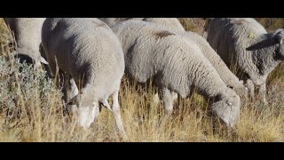 Can targeted grazing with sheep reduce cheatgrass levels