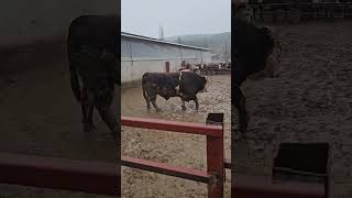 Maşallah Kocaoglan🥰🥰