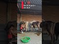 shree shyam dairy farm 💞💫💯💐🐄 #animallovers #cow #dairyfarming #viraldairyfarm #viralvideo