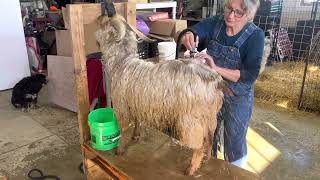 Preparing Your Pygora Goat for shearing fiber.