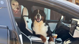 Dear Automakers, It's 2026! Pet Mode Is A Required Feature