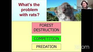 Waiheke Pestival Webinar with Rachel Fewster on Rat Genetics.