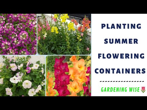 Planting summer flowering containers with Gladioli, overwintered Snapdragons & Petunias and Alyssum