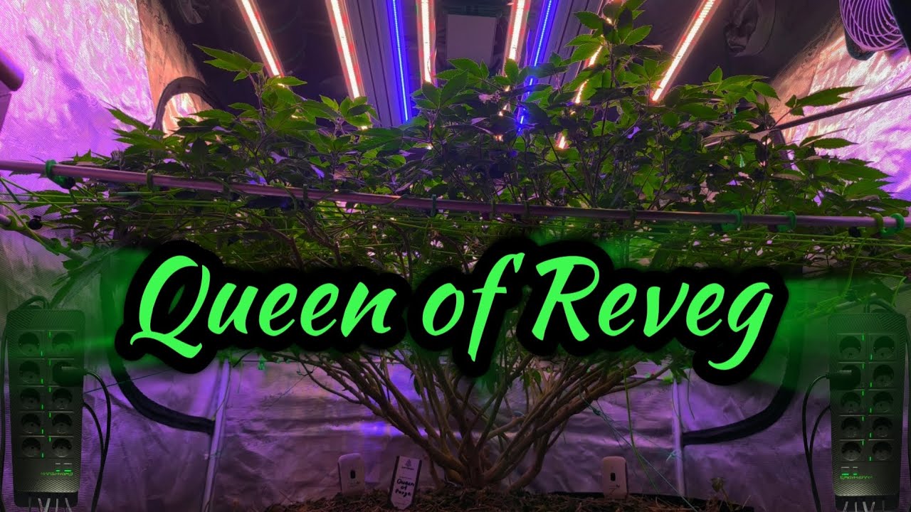 🔥 Queen of Reveg | Auferstanden von den Toten ✝️  I Hub Pro 👨🏻‍💻 Intelligentes Growen mit Mars Hydro