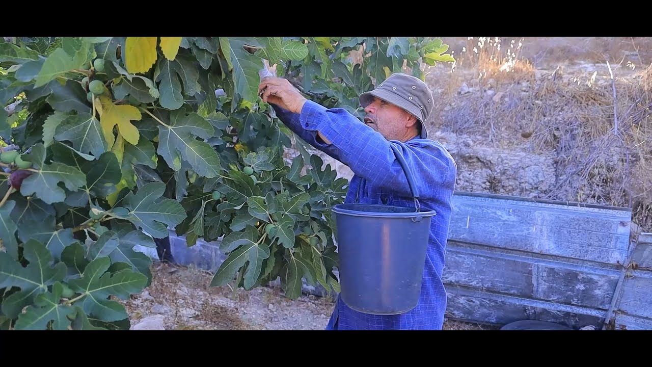 مشوار صباحي في قرية تل الشهيرة بتينها وصبرها