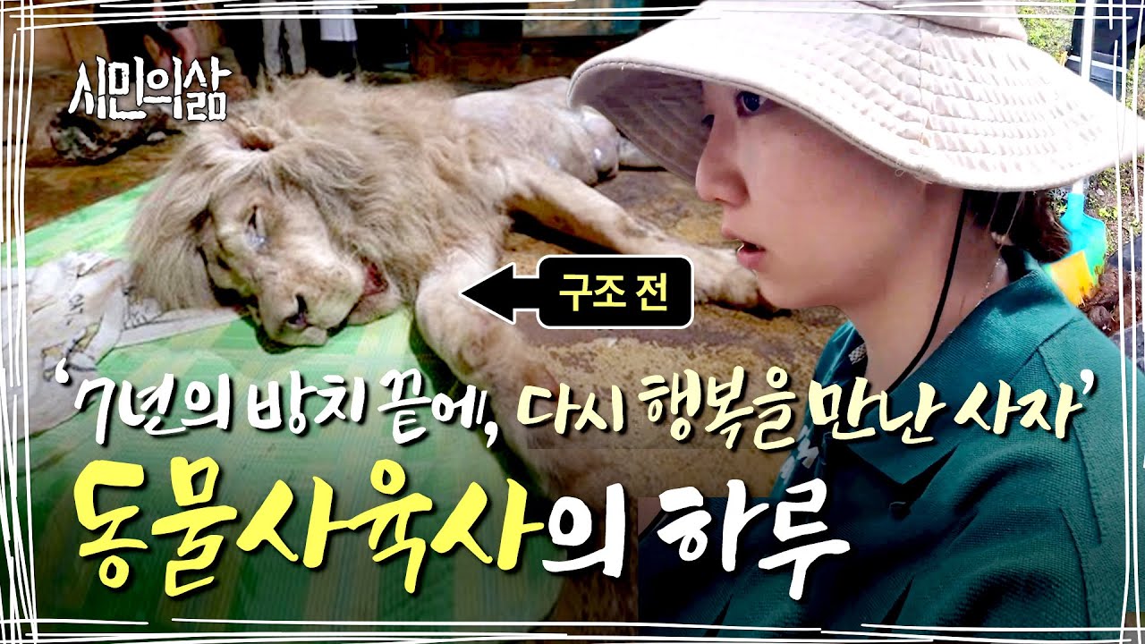 7년 방치된 사자, 이제는 그녀 바라기! 백사자 최신 근황🦁 | 시민의삶 ep.06