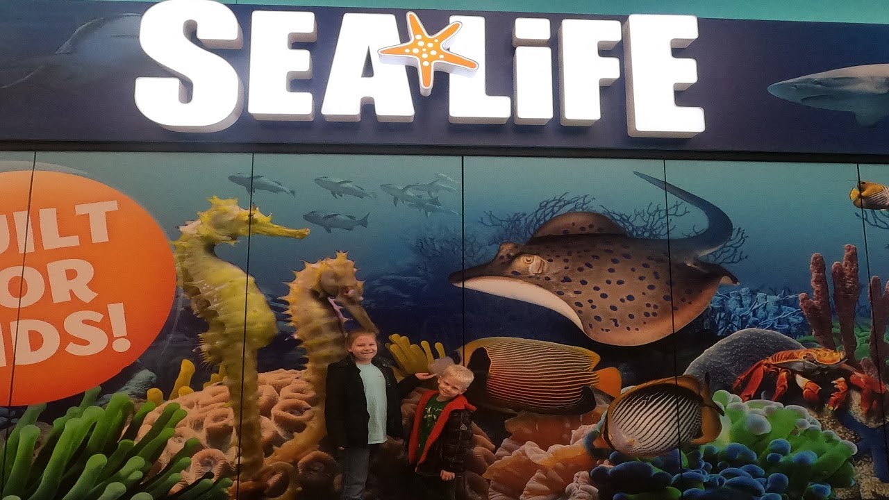 Everyday Adventures Visits The Sea Life Aquarium YouTube