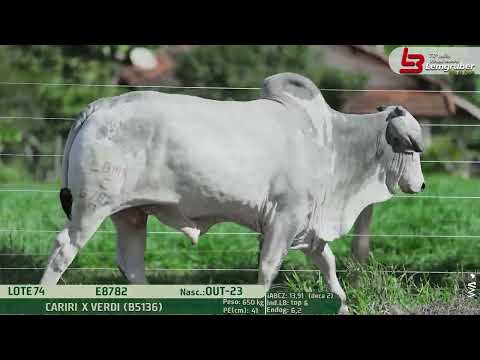 LOTE 74