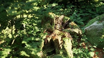 Beech Forest Ecosystem by ScansLibrary | Now on Fab