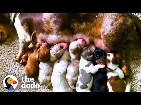 Video: Izglāba Mama suns, kurš noskatījās, kā viņas 10 kucēni ir pieņemti, tagad tā ir viņa kārta