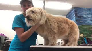Terrier dog grooming