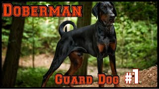 Dobermann  Der Wächter Nummer 1