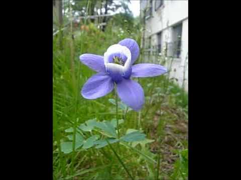 ふるさと・嵐／Pisacco編曲混声三部アルト（MIDI）