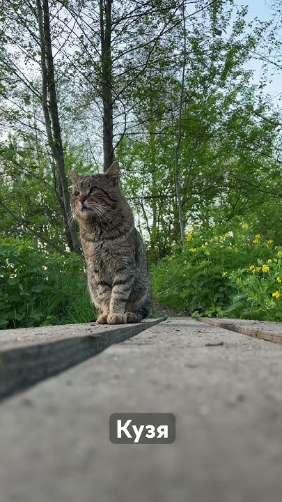 #кіт#звукиприроди#звук#звуки#пташки#природа #котик #котики - YouTube