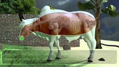 NUTRITION IN ANIMALS 07.02_10_ DIGESTION IN GRASS-EATING ANIMALS.mp4