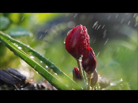 Led Zeppelin | Fool In the Rain | A=432hz