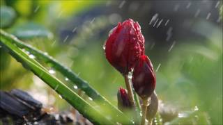 Led Zeppelin | Fool In the Rain | A=432hz
