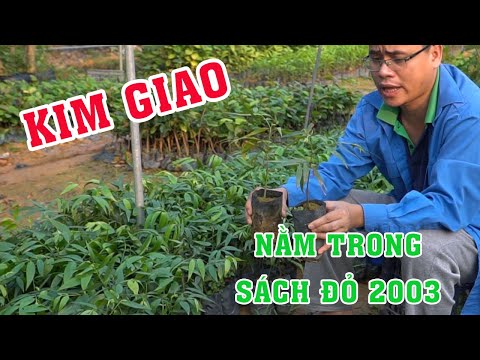 Cây Giống Kim Giao Loại Cây Quý Hiếm Được Đưa Vào Sách Đỏ Việt Nam Năm 2003