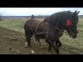 Коні Ваговози.Коні в роботі 🐴🐴. Коні Івано Франківська