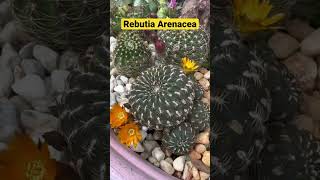 Yellow Cactus Flower Rebutia Arenacea