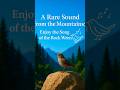Rock Wren Singing in the Wild USA | Real Mountain Bird Sounds – No Music, Just Nature