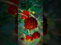 #French Marigold || Red Brocade' or 'Carmen'