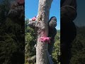 Extreme Honey Harvesting at 100m Height