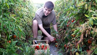 Ruta del tomate: PIENNOLO DEL VESUVIO | Eric Ayala Pizzaiolo