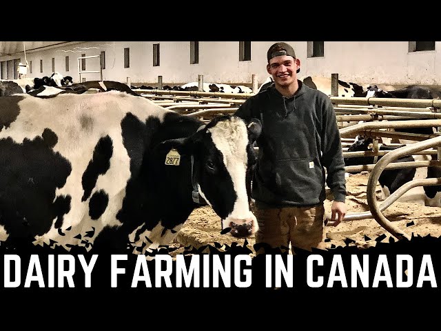 A Day On A Saskatchewan Dairy! class=