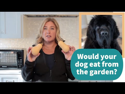 Video: Gardener bol naplnený psími pečivami vo svojich rastlinách, takže vynaložil Pup Porta-Potty