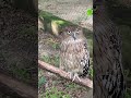Brown Fish Owl #anilmal #animals #natural #birds #creator