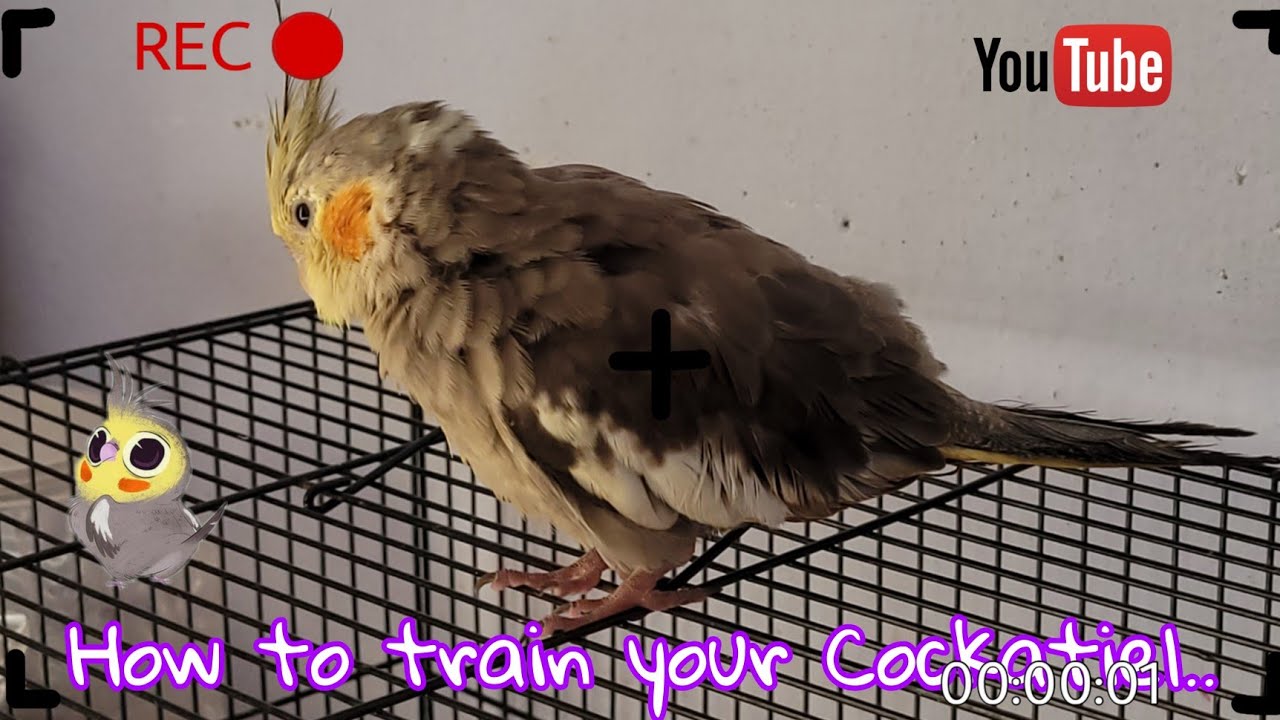 How to train Cockatiel To eat food from your Hand YouTube
