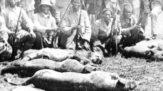 Razzia Sur La Faune Dafrique