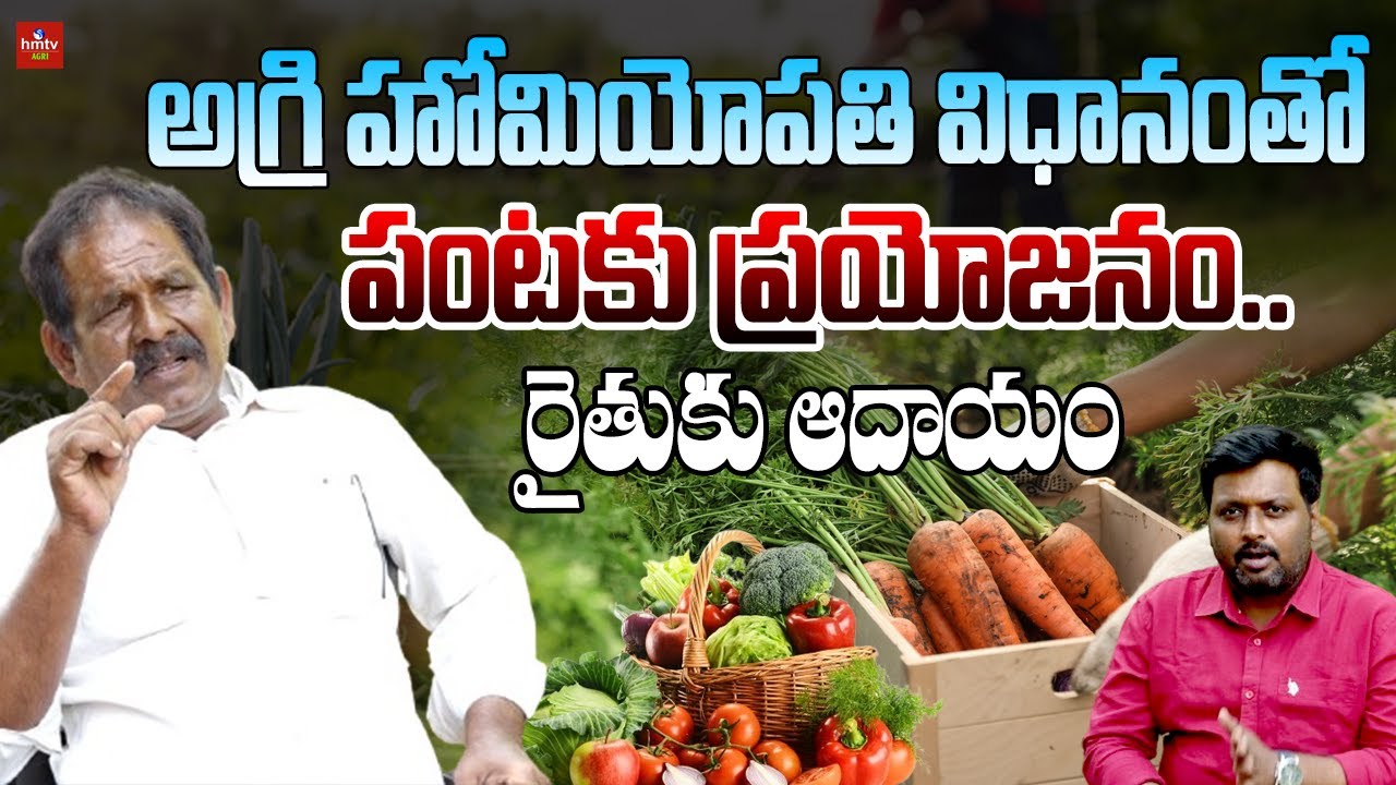 అగ్రి హోమియోపతి విధానంతో పంటకు ప్రయోజనం.. రైతుకు ఆదాయం | Nelathalli | hmtv Agri