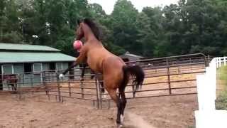 Jolly Ball Horse Loves His!
