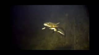 Salamanders Dj Baby Animals Videos For Kids Zoomoo