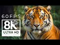 ANIMAL FOOTAGE COLLECTION 8K ULTRA HD 60FPS | with Realistic Cinematic Sound (color dynamic)