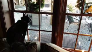 Gabe, The Squirrelinator!