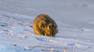 Did You Ever See a Leopard Cat Loaf?