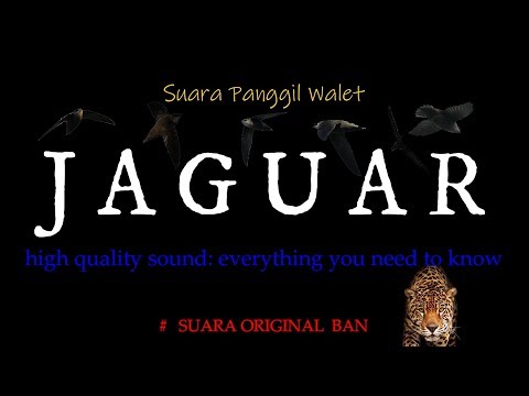 panggil-walet-legendaris,-inilah-suara-jaguar-original-ban