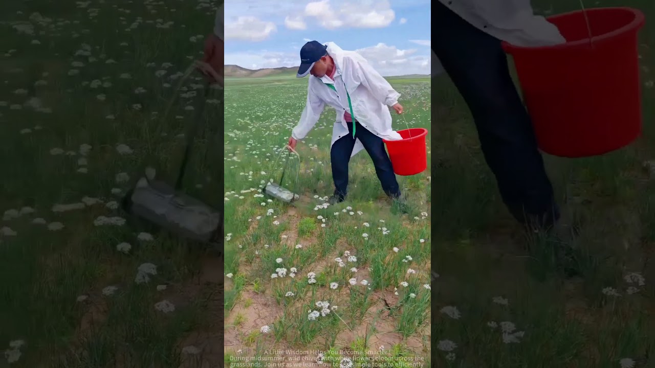 Harvesting Wild Chives in the Grassland: Step-by-Step Picking Tutorial