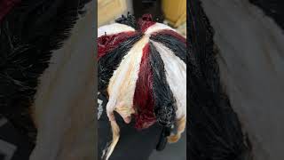 Calico hair but make it vibrant! 😻 #calico #hairstyles #hairinspo