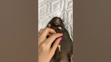 Как выбрать ручную крыску 🐀