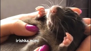 Как выбрать ручную крыску 🐀