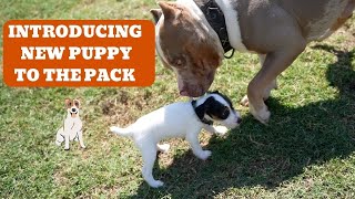 Introducing a New Puppy to the Pack