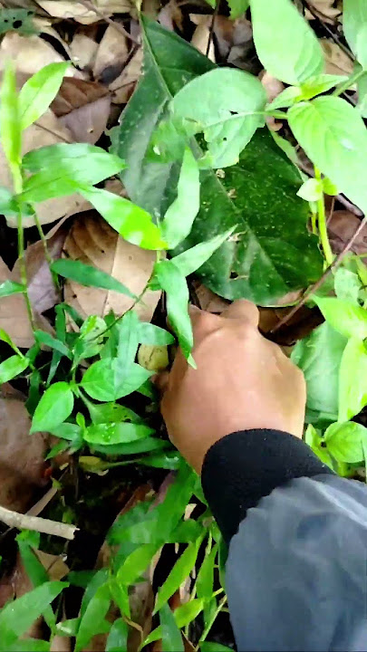 Berserakan Buah DukuKarna Harga Duku Murah #shots #buah