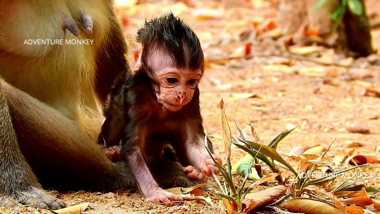 WAIT WAIT...DON'T LEAVE ME ALONE MUMMY !! BABY LUCAS RUN TOO FAST BECAUSE SCARE LOSS MUM LEYLA